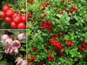 Lingonberry Seeds - Evergreen shrub, - Caribbean garden seed