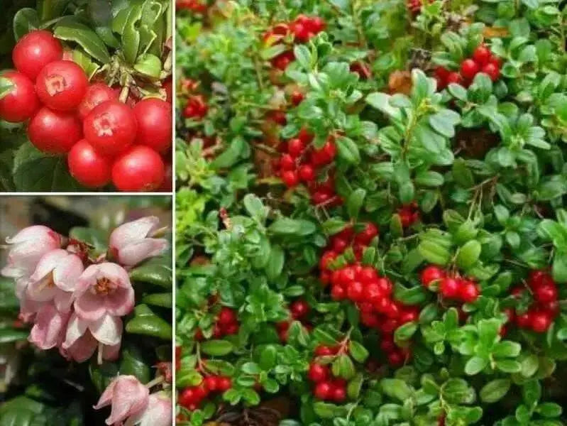 Lingonberry Seeds - Evergreen shrub, - Caribbean garden seed