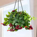 Lipstick plant (STARTER PLANT) PERENNIAL HOUSEPLANT - Caribbean garden seed