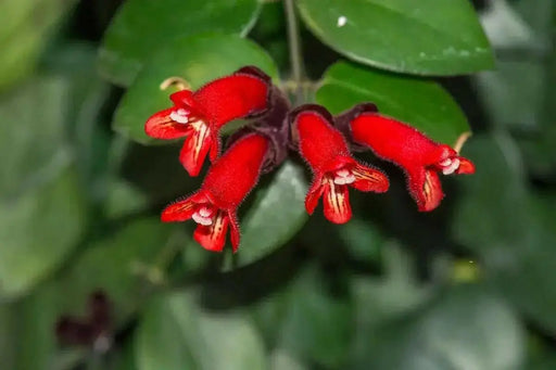 Lipstick plant (STARTER PLANT) PERENNIAL HOUSEPLANT - Caribbean garden seed