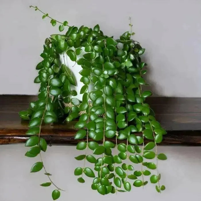 Lipstick plant (STARTER PLANT) PERENNIAL HOUSEPLANT - Caribbean garden seed