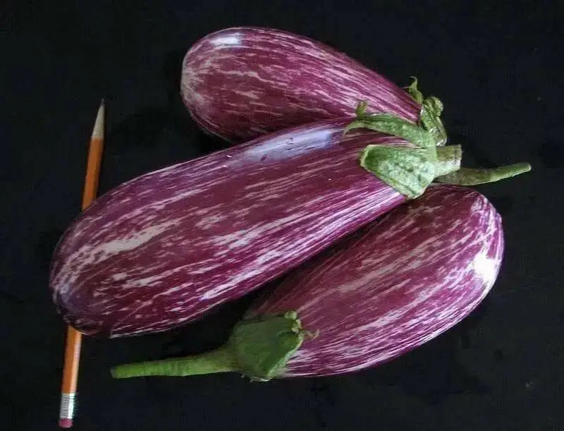 Listada di Gandia Eggplant seeds -  Italian Vegetable - Caribbean garden seed