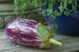 Listada di Gandia Eggplant seeds -  Italian Vegetable - Caribbean garden seed