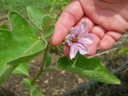 Listada di Gandia Eggplant seeds -  Italian Vegetable - Caribbean garden seed