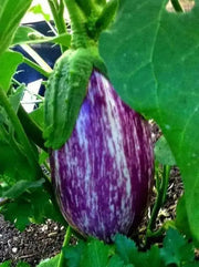 Listada di Gandia Eggplant seeds -  Italian Vegetable - Caribbean garden seed