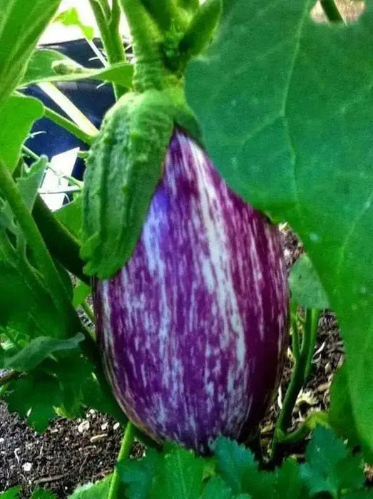 Listada di Gandia Eggplant seeds -  Italian Vegetable - Caribbean garden seed