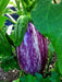 Listada di Gandia Eggplant seeds -  Italian Vegetable - Caribbean garden seed