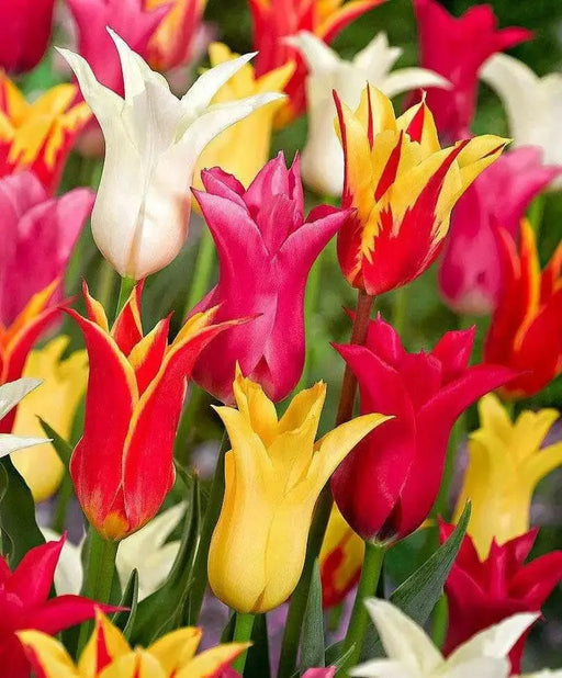 Lily-Flowering Tulip 'Mix',  ( Bulbs) NOW SHIPPING - Caribbean garden seed