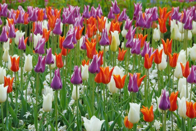 Lily-Flowering Tulip 'Mix',  ( Bulbs) NOW SHIPPING - Caribbean garden seed