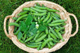 Lincoln  Garden Pea Seeds - (SHELLING Peas) will tolerate warmer climates. - Caribbean garden seed