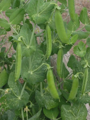 Lincoln  Garden Pea Seeds - (SHELLING Peas) will tolerate warmer climates. - Caribbean garden seed