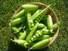 Lincoln  Garden Pea Seeds - (SHELLING Peas) will tolerate warmer climates. - Caribbean garden seed