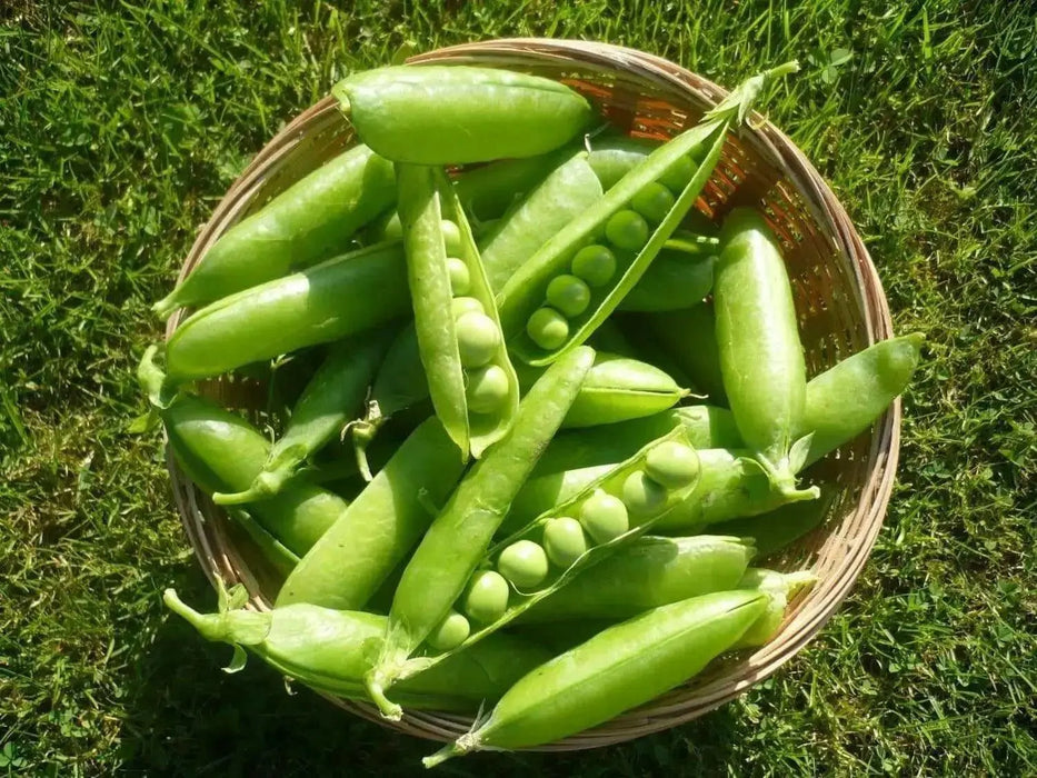 Lincoln  Garden Pea Seeds - (SHELLING Peas) will tolerate warmer climates. - Caribbean garden seed