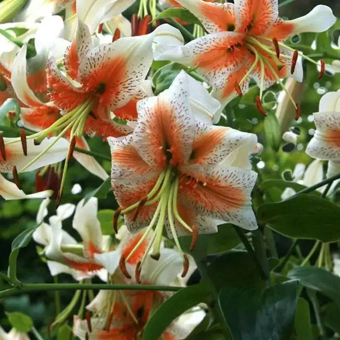 Lily,Lady Alice,bulbs) highly fragrant - Caribbean garden seed