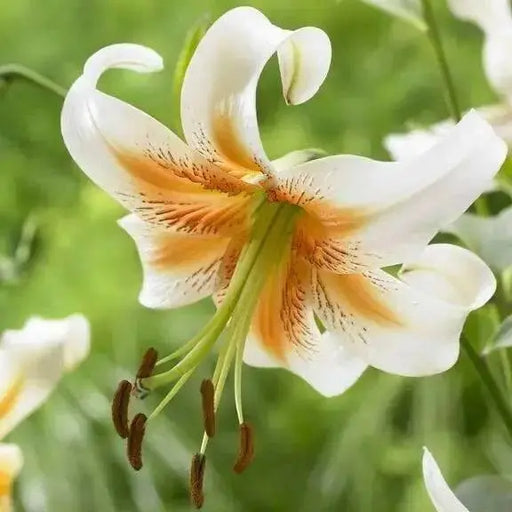 Lily,Lady Alice,bulbs) highly fragrant - Caribbean garden seed