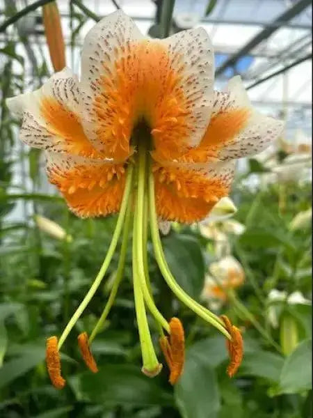 Lily,Lady Alice,bulbs) highly fragrant - Caribbean garden seed