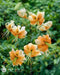 Lily,Lady Alice,bulbs) highly fragrant - Caribbean garden seed