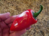 Lipstick Pepper Seeds (Capsicum Annuum) Heirloom, Sweet pepper - Caribbean garden seed
