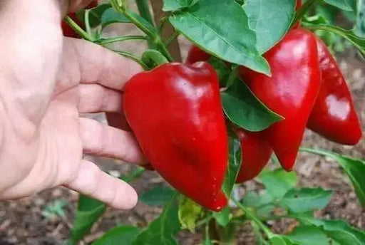 Lipstick Pepper Seeds (Capsicum Annuum) Heirloom, Sweet pepper - Caribbean garden seed
