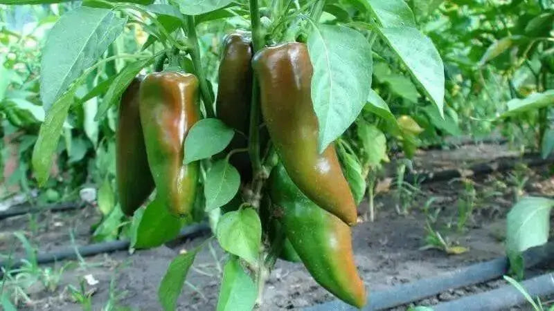 Lipstick Pepper Seeds (Capsicum Annuum) Heirloom, Sweet pepper - Caribbean garden seed