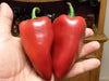 Lipstick Pepper Seeds (Capsicum Annuum) Heirloom, Sweet pepper - Caribbean garden seed