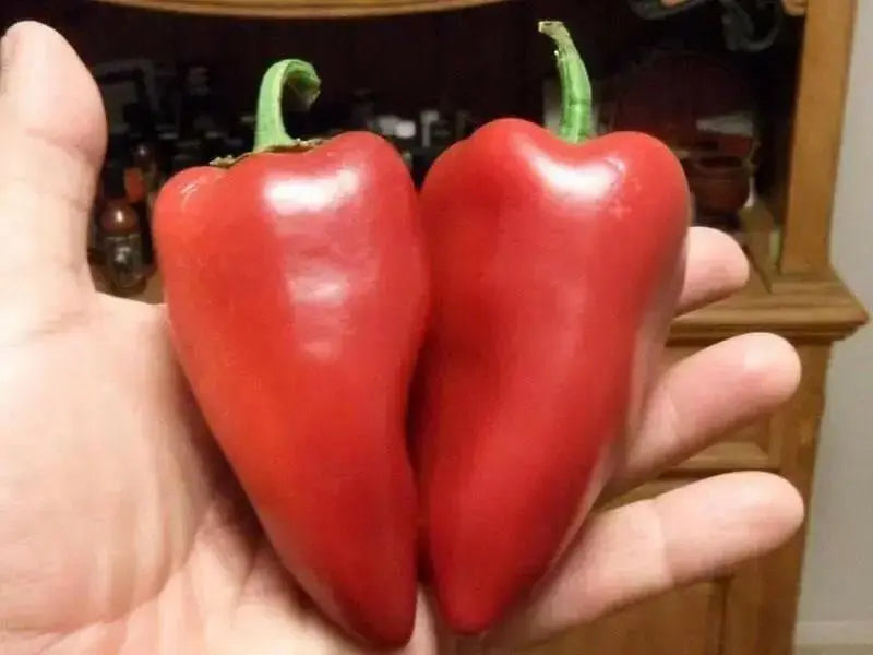 Lipstick Pepper Seeds (Capsicum Annuum) Heirloom, Sweet pepper - Caribbean garden seed