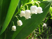 Lily-of-the-Valley ( Plant/ Root) Shade Loving Plant. - Caribbean garden seed
