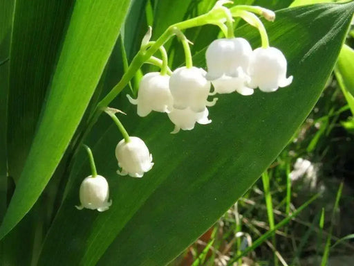 Lily-of-the-Valley ( Plant/ Root) Shade Loving Plant. - Caribbean garden seed