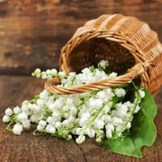 Lily-of-the-Valley ( Plant/ Root) Shade Loving Plant. - Caribbean garden seed