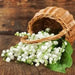 Lily-of-the-Valley ( Plant/ Root) Shade Loving Plant. - Caribbean garden seed