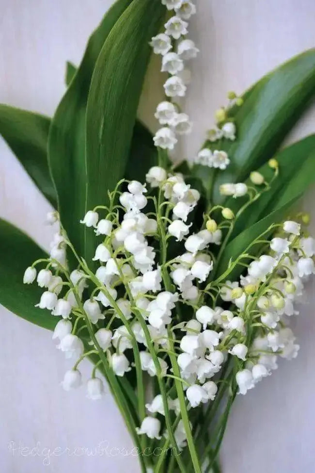 Lily-of-the-Valley ( Plant/ Root) Shade Loving Plant. - Caribbean garden seed