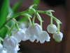 Lily-of-the-Valley ( Plant/ Root) Shade Loving Plant. - Caribbean garden seed