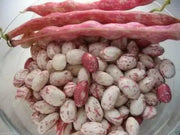 Lina Sisco's Bird Egg - BUSH BEAN , Heirloom,Non Gmo, - Caribbean garden seed