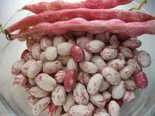 Lina Sisco's Bird Egg - BUSH BEAN , Heirloom,Non Gmo, - Caribbean garden seed