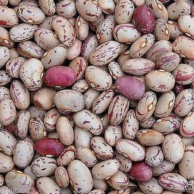 Lina Sisco's Bird Egg - BUSH BEAN , Heirloom,Non Gmo, - Caribbean garden seed
