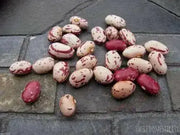 Lina Sisco's Bird Egg - BUSH BEAN , Heirloom,Non Gmo, - Caribbean garden seed
