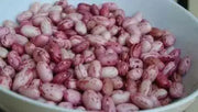 Lina Sisco's Bird Egg - BUSH BEAN , Heirloom,Non Gmo, - Caribbean garden seed