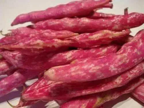 Lina Sisco's Bird Egg - BUSH BEAN , Heirloom,Non Gmo, - Caribbean garden seed