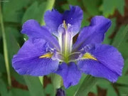 Louisiana Iris "Sinfonietta" Bloom Early and mid-spring live plant - Caribbean garden seed