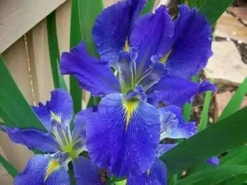 Louisiana Iris "Sinfonietta" Bloom Early and mid-spring live plant - Caribbean garden seed