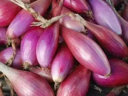Long Red Florence onion seeds,(Long-day ) Mild, sweet flavor - Caribbean garden seed