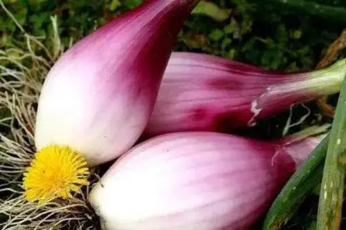 Long Red Florence onion seeds,(Long-day ) Mild, sweet flavor - Caribbean garden seed