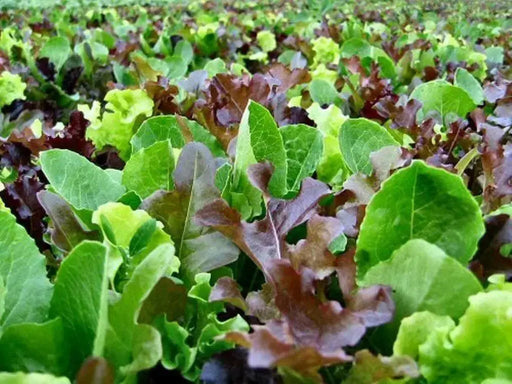 LOOSELEAF LETTUCE SEED,GARDEN BLEND, Annual Vegetable - Caribbean garden seed