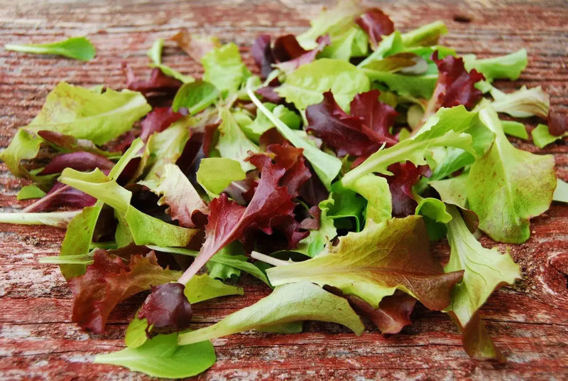 LOOSELEAF LETTUCE SEED,GARDEN BLEND, Annual Vegetable - Caribbean garden seed