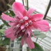Love Rose SEEDS-Cavendishia adenophora- TROPICAL  SHRUB! - Caribbean garden seed