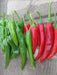 LONG Hot Pepper Seeds (GO-CHU ) Capsicum annuum - Asian vegetables - Caribbean garden seed
