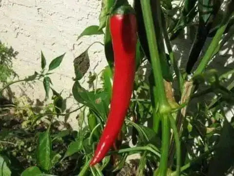 LONG Hot Pepper Seeds (GO-CHU ) Capsicum annuum - Asian vegetables - Caribbean garden seed
