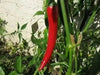 LONG Hot Pepper Seeds (GO-CHU ) Capsicum annuum - Asian vegetables - Caribbean garden seed