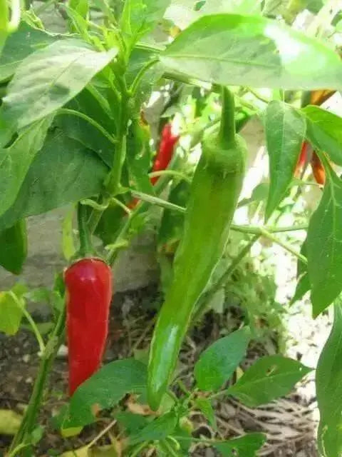 LONG Hot Pepper Seeds (GO-CHU ) Capsicum annuum - Asian vegetables - Caribbean garden seed