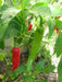 LONG Hot Pepper Seeds (GO-CHU ) Capsicum annuum - Asian vegetables - Caribbean garden seed